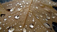 Macro leaves water water drops