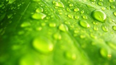 Macro leaves water water drops
