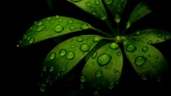 Macro leaves water water drops