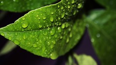 Macro leaves water water drops