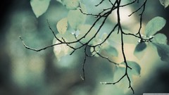 Macro light Green abstract