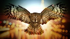 Macro lights Birds bokeh Owls artwork