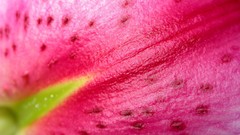 Macro Lilies pink flowers