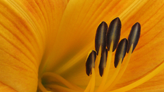 Macro Lilies yellow flowers