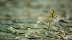 Macro lily pads