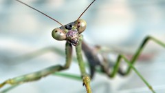 Macro mantis
