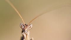 Macro mantis insects