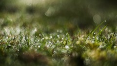 Macro moss
