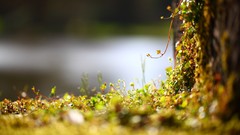 Macro moss