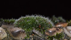 Macro moss