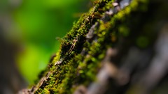 Macro moss