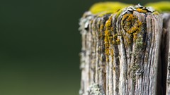 Macro moss