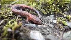 Macro moss lizards Salamander amphibians