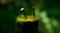 Macro moss nails