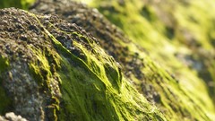 Macro moss rocks