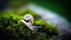 Macro moss snails molluscs