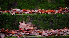 Macro moss stairways
