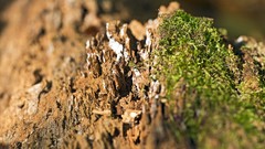 Macro moss Wood