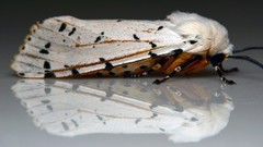 Macro moth reflections