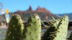 Macro Mountains cactus close-up canyon skies sedona