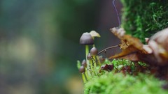 Macro mushrooms
