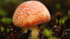 Macro mushrooms