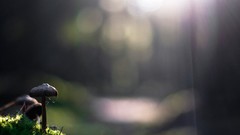 Macro mushrooms depth of field
