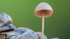 Macro mushrooms fungus