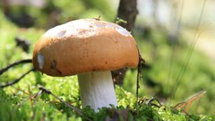 Macro mushrooms fungus