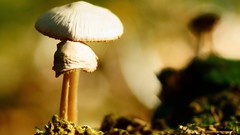 Macro mushrooms fungus