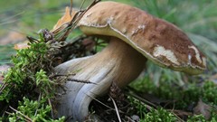 Macro mushrooms moss