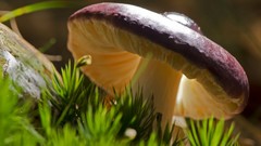 Macro mushrooms moss