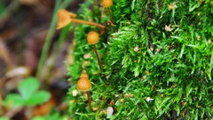 Macro mushrooms moss