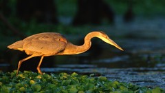 Macro nature Animals Birds hunting rivers