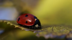 Macro nature Animals close-up insects ladybirds