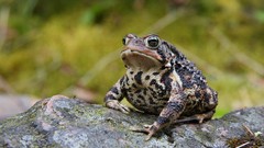 Macro nature Animals Frogs amphibians
