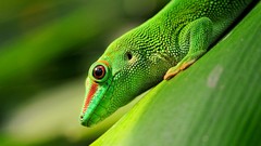 Macro nature Animals Green reptile Reptiles lizards geckos 