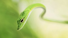 Macro nature Animals Green snakes Reptiles wildlife depth of 