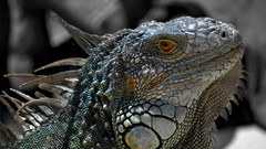 Macro nature Animals iguana close-up Reptiles lizards