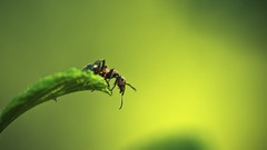 Macro nature Animals insects depth of field