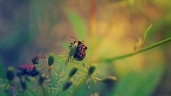 Macro nature Animals Plants