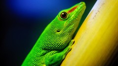 Macro nature Animals Reptiles lizards HDR Photography