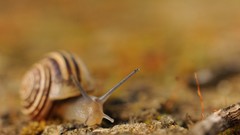 Macro nature Animals snails molluscs
