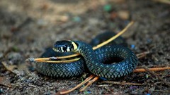 Macro nature Animals snakes Reptiles