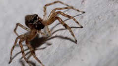 Macro nature Animals spiders