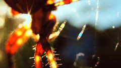 Macro nature Animals spiders Parks