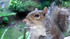 Macro nature Animals wildlife squirrels depth of field