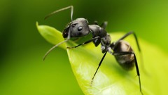 Macro nature ants