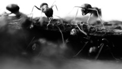 Macro nature ants insects grayscale