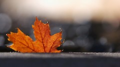 Macro nature autumn maple-leaf leaf